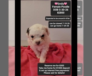 Poodle (Toy) Puppy for Sale in TUCSON, Arizona USA