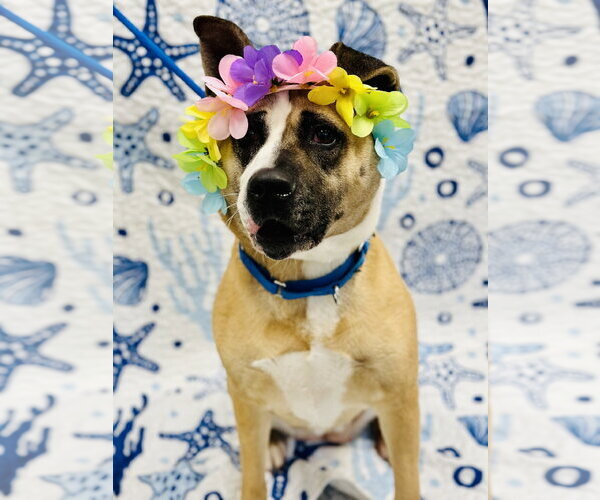 Medium Photo #2 Akita-Unknown Mix Puppy For Sale in Manahawkin, NJ, USA