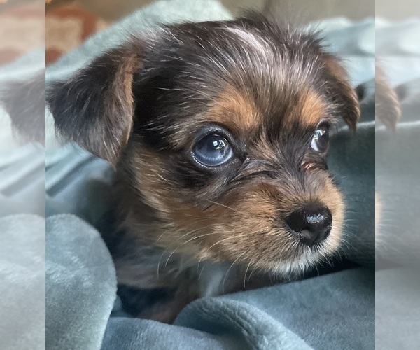 Medium Photo #1 Yorkshire Terrier Puppy For Sale in RENO, NV, USA