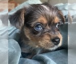 Small Photo #1 Yorkshire Terrier Puppy For Sale in RENO, NV, USA