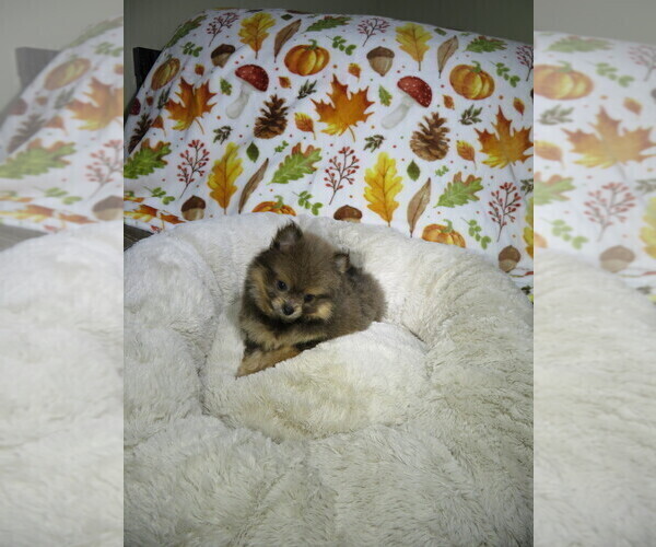 Medium Photo #3 Pomeranian Puppy For Sale in COOKEVILLE, TN, USA