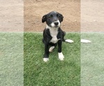 Small Photo #9 Borador Puppy For Sale in CO SPGS, CO, USA