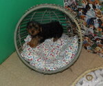 Small #1 Yorkshire Terrier