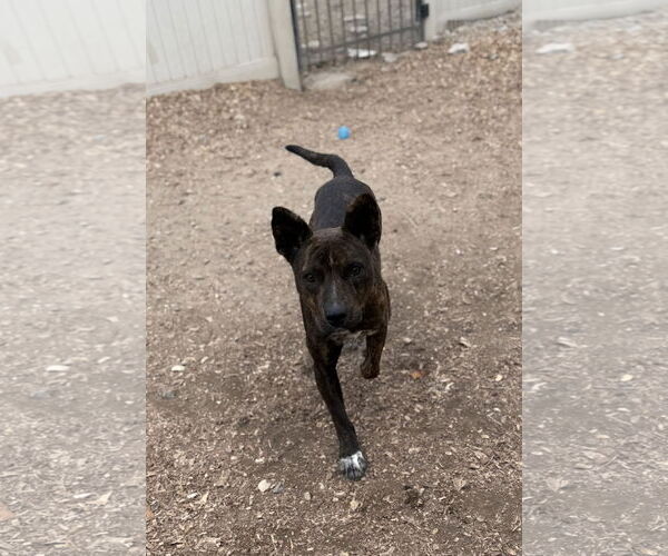 Medium Photo #4 American Pit Bull Terrier-Unknown Mix Puppy For Sale in Corning, AR, USA