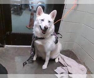 Siberian Husky Dogs for adoption in Tulsa, OK, USA