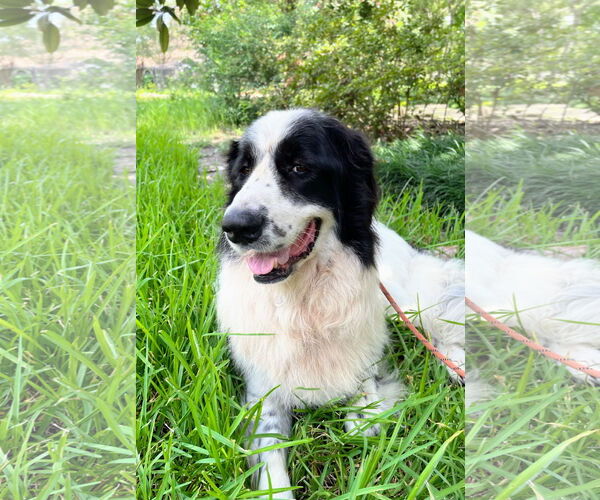 Medium Photo #9 Great Pyrenees-Unknown Mix Puppy For Sale in Spring, TX, USA
