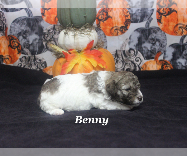 Medium Photo #7 Poodle (Toy) Puppy For Sale in CHANUTE, KS, USA