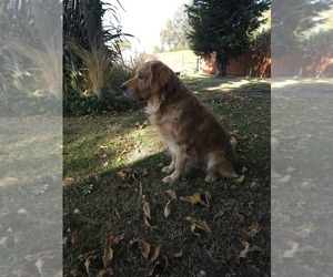 Father of the English Cream Golden Retriever puppies born on 10/06/2025