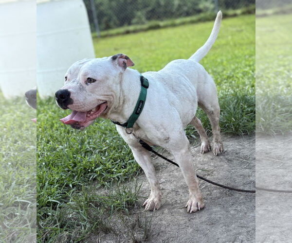 Medium Photo #4 American Pit Bull Terrier-Unknown Mix Puppy For Sale in Virginia Beach, VA, USA