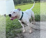 Small #3 American Pit Bull Terrier Mix