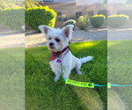 Small Photo #6 Shih Tzu-Unknown Mix Puppy For Sale in Phoenix, AZ, USA