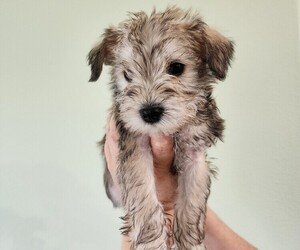 Schnauzer (Miniature) Dog for Adoption in SAINT ROBERT, Missouri USA