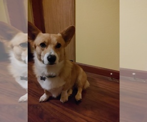 Father of the American Corgi puppies born on 05/06/2025