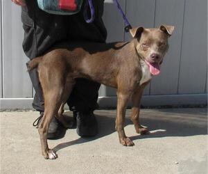 Staffordshire Bull Terrier-Unknown Mix Dogs for adoption in Louisville, KY, USA