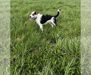 Finn - Male Mutt Dog for Adoption - Photo #2