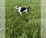Small Photo #2 Mutt Puppy For Sale in Kankakee, IL, USA