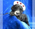 Small Photo #4 Sheepadoodle Puppy For Sale in GROVESPRING, MO, USA