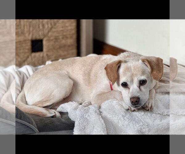 Medium Photo #12 Chihuahua-Unknown Mix Puppy For Sale in Boston, MA, USA