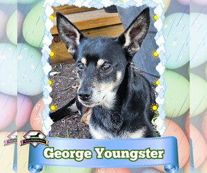 Chiweenie Dogs for adoption in San Antonio, TX, USA