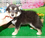 Small Photo #1 Pomsky Puppy For Sale in HAMMOND, IN, USA