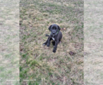 Small Photo #10 Great Dane Puppy For Sale in DUSHORE, PA, USA