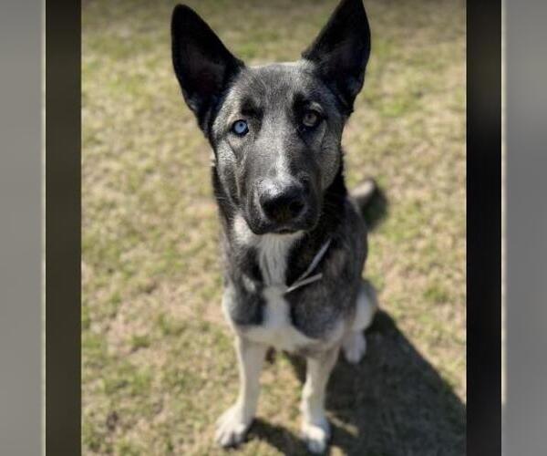 Medium Photo #2 Siberian Husky-Unknown Mix Puppy For Sale in Conroe, TX, USA