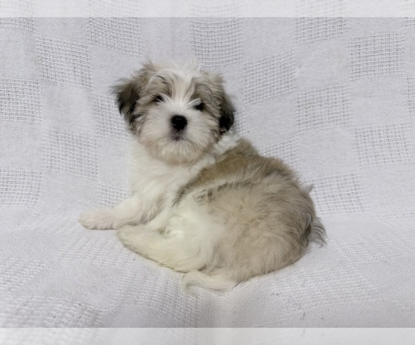 Medium Photo #1 Mal-Shi Puppy For Sale in NAPLES, FL, USA