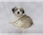 Small Photo #1 Mal-Shi Puppy For Sale in NAPLES, FL, USA