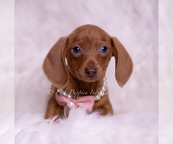 Medium Photo #1 Dachshund Puppy For Sale in WARSAW, IN, USA