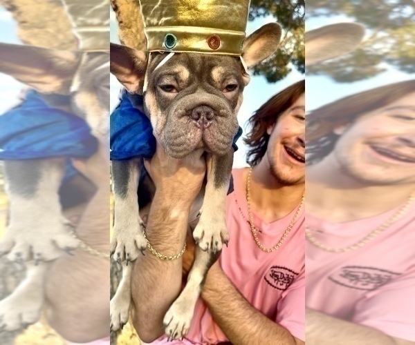 Medium Photo #19 French Bulldog Puppy For Sale in TALLAHASSEE, FL, USA