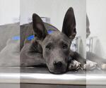 Small American Pit Bull Terrier Mix