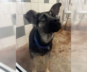 Mutt Dogs for adoption in Salinas, CA, USA