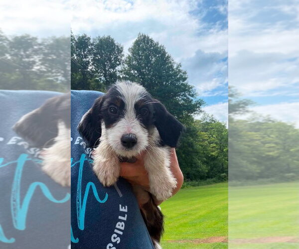 Medium Photo #4 Mutt Puppy For Sale in Aurora, IN, USA