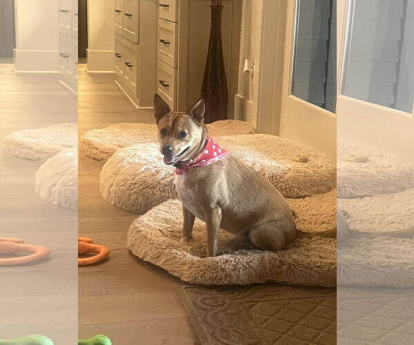 Medium Photo #4 Akita-Saluki Mix Puppy For Sale in Oakhurst, NJ, USA