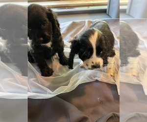 Cocker Spaniel Puppy for sale in RIPLEY, MS, USA