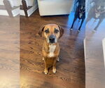 Small #3 Mutt