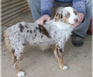 Mother of the Miniature American Shepherd puppies born on 03/20/2022