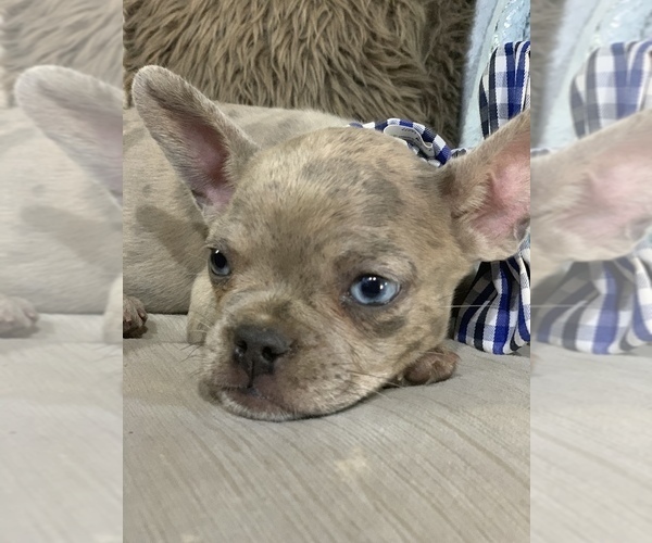 Medium Photo #6 French Bulldog Puppy For Sale in MODESTO, CA, USA