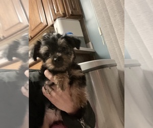 Yorkshire Terrier Puppy for sale in VASSAR, MI, USA