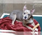 Small #6 American Pit Bull Terrier