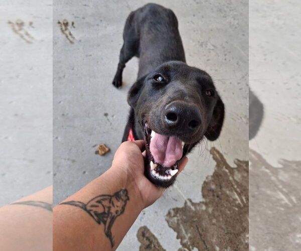 Medium Photo #4 Labrador Retriever-Unknown Mix Puppy For Sale in San Diego, CA, USA