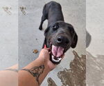 Small #3 Labrador Retriever Mix
