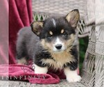 Small #1 Pembroke Welsh Corgi