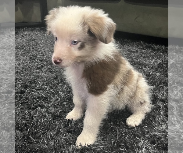 Medium Photo #9 Australian Shepherd Puppy For Sale in WEST PLAINS, MO, USA