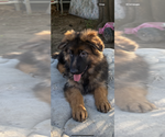 Small #8 German Shepherd Dog