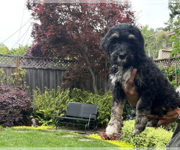 Medium Photo #2 Bernedoodle Puppy For Sale in SUNNYVALE, CA, USA