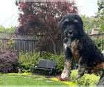 Small Photo #2 Bernedoodle Puppy For Sale in SUNNYVALE, CA, USA