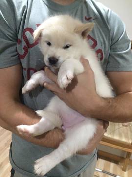 Medium Photo #1 Alaskan Malamute Puppy For Sale in BREMERTON, WA, USA