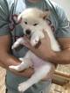 Small Photo #1 Alaskan Malamute Puppy For Sale in BREMERTON, WA, USA