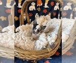 Small #7 Chihuahua